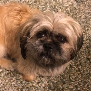 Meet your Posher, Abbie